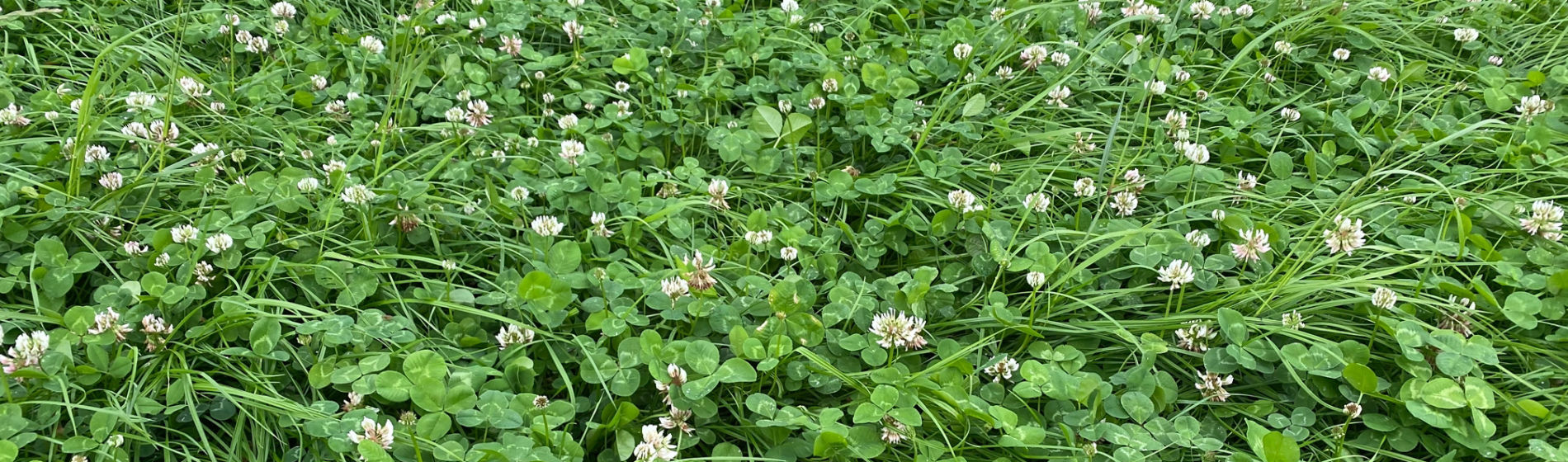 Clover-safe weed control