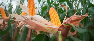 A escolha do híbrido de milho para silagem