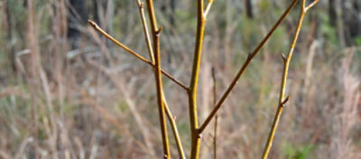 Dormant Stem for Vistas article