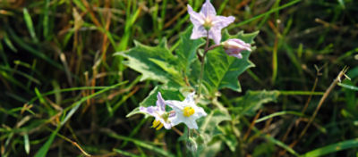 Picture of Horsenettle
