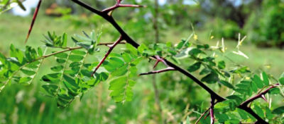Picture of Honeylocust