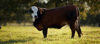 One black cow