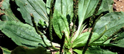 broadleaf plantain