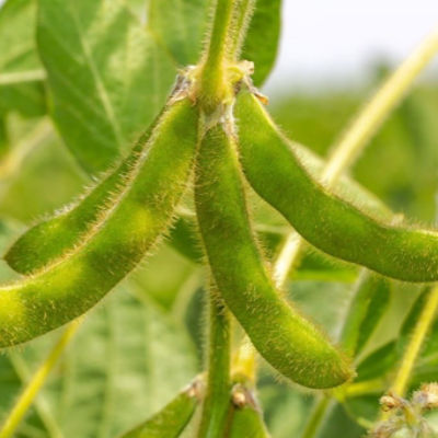 Soybeans