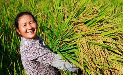 Asian-woman-carrying-rice-stalks-1_beauty_1_64-1