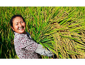 Asian-woman-carrying-rice-stalks-1_beauty_1_64-1