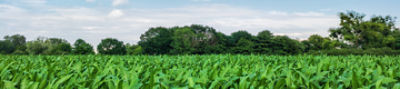 banner agricultura