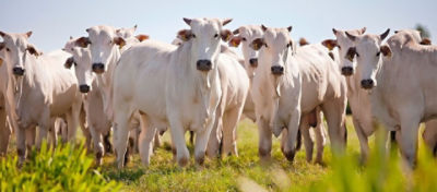          Gado branco em um pasto verde.