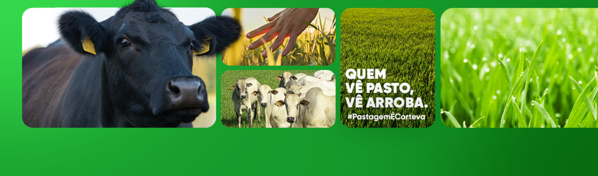 banner linha pastagem
