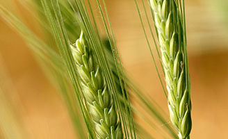 Barley