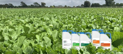 Corteva’s forage brassica herbicide and insecticide portfolio includes options that will offer protection against most scenarios typically encountered around NZ.
A heavy weed infestation in a brassica crop will reduce yield and quality and result in
