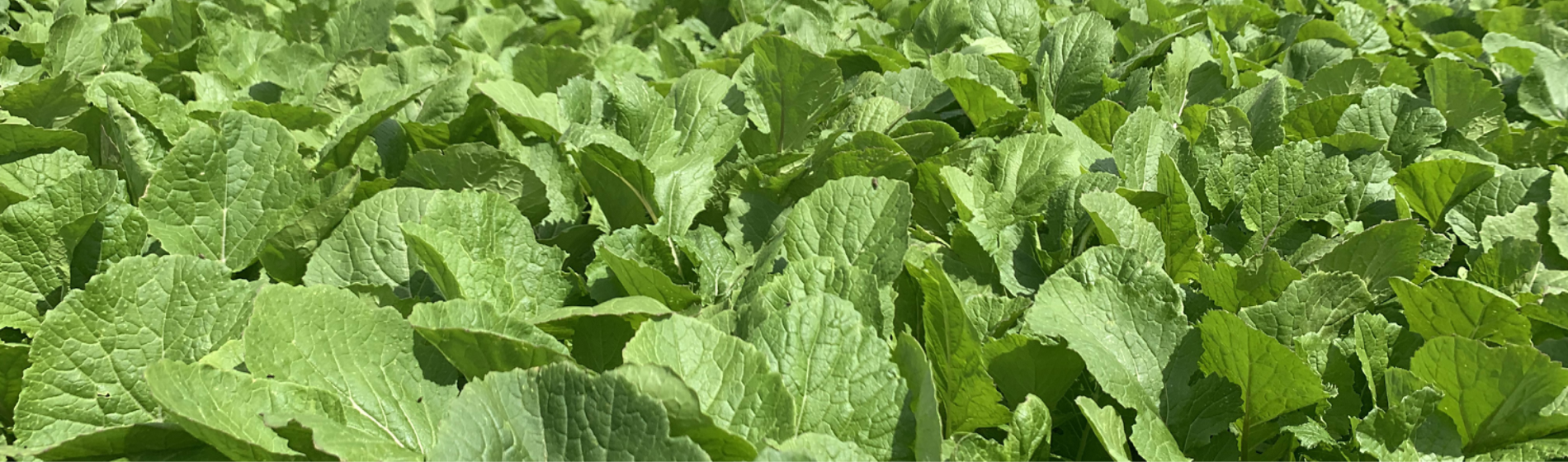 Brassica Crop