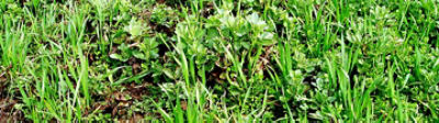 Broadleaved Weeds
