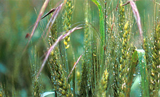 Brome
