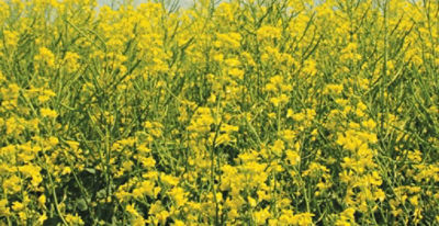 Field of canola