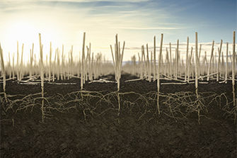 Canola stubble