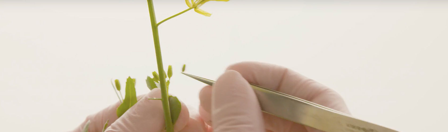 tweezing canola