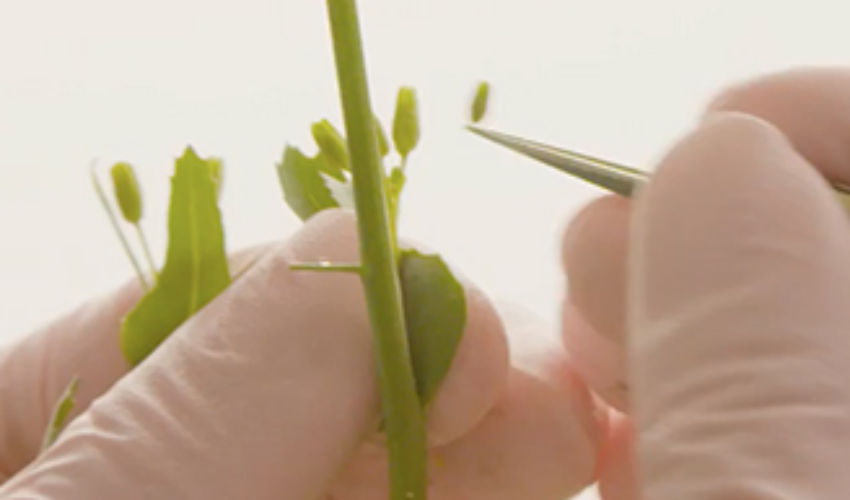 gloves holding tweezers and plucking canola plant