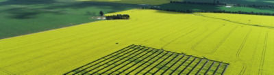 Canola Research Site in Wagga Wagga, NSW