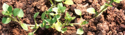 Chickweed
