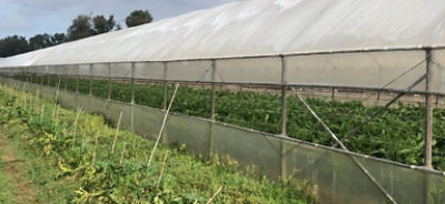 IMG_Cilia2_header_Global