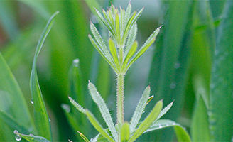 Cleavers