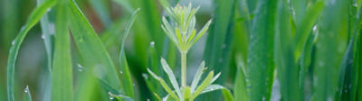 Cleavers