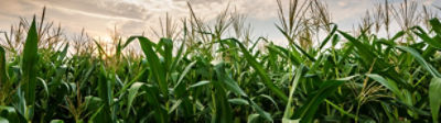 Corn Growing at Dawn