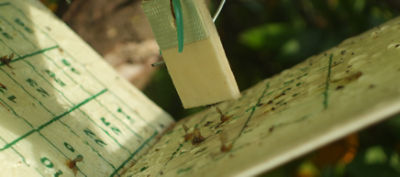 IMG_DCP_photograph_Gimmillaro11-Ceratitis-pheromones-trap_00952_Corteva-V1