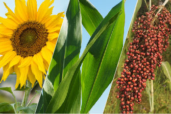 Girasol, maíz y sorgo