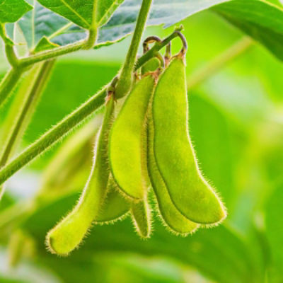 Stems of young green soybean plants 