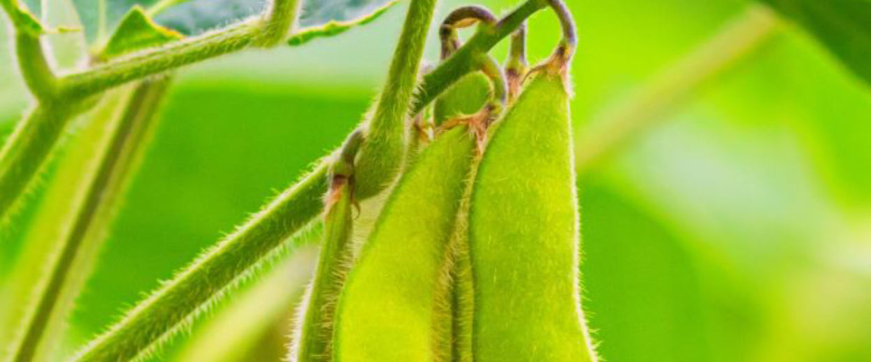 Stems of young green soybean plants 