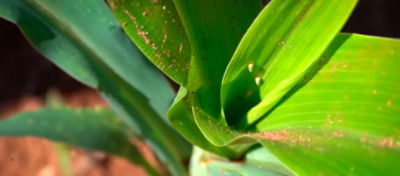 Enfezamentos e Viroses em milho