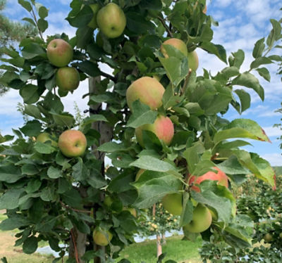 IMG_Entrust_treated_Honeycrisp_Kahala_Farms