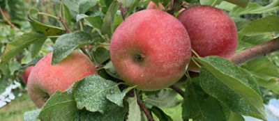 IMG_Entrust_trtd_Honeycrisp_Kahala_Farms_header