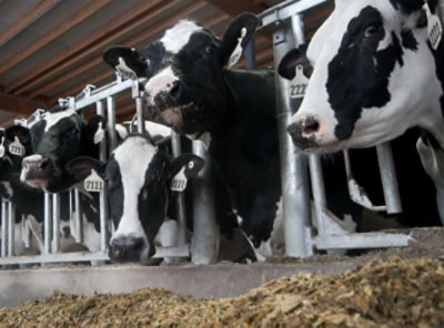 Dairy cows eating silage