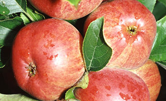 Fruit