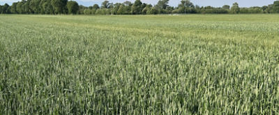 Cereali ad uso foraggero e bioenergetico