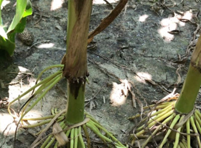 Resurging Populations of Western Corn Rootworm