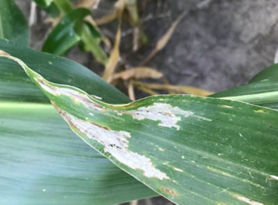 Corn Physoderma Stalk Rot