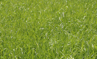 Grass ley