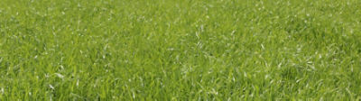 lush grass