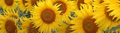 Cultivo de girasol