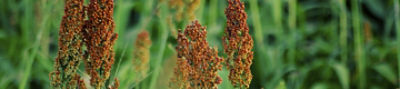 Cultivo de sorgo