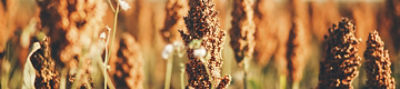 Cultivo de sorgo