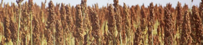 Cultivo de sorgo