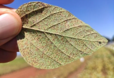 IMG-Haviza_trials_row_3_left_GL_New