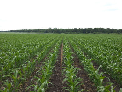 Efekt działania Hectora Max™ 66,5 WG 