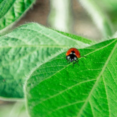 ladybug sitting on a soybean leaf