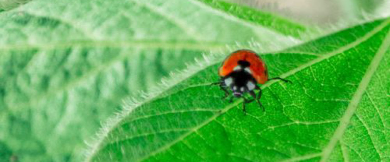 ladybug sitting on a soybean leaf
